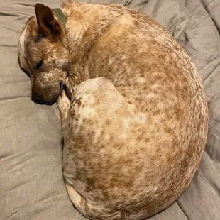 My dog after the vet