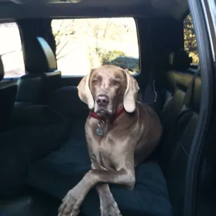 Waiting to visit Dr. Carley, Crystal give me a treat while I visit him ! Thank you for making me feel better.