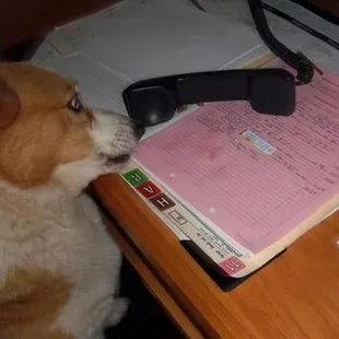 Pippin answers the phone....