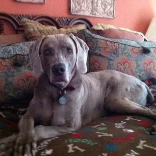 Sterling gives Dr. Carley five stars. We love Dr. Carley !