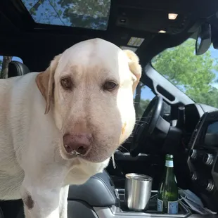 Our dog's face was swollen because of an infection.