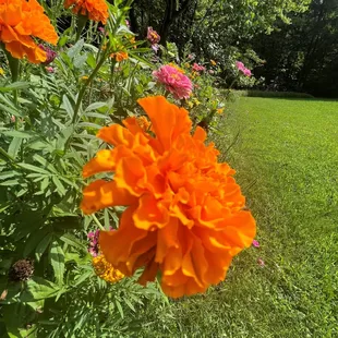 Wildflowers