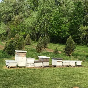 Hives.
