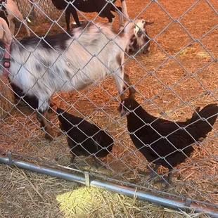 Some of the animals that's in the petting zoo area