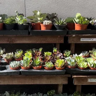 Succulents