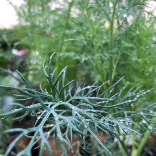 12/27/21 fresh dill