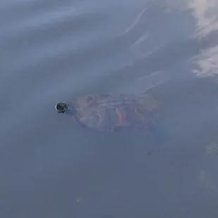 Turtles with ninja stealth