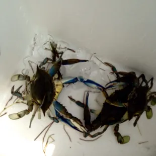 Caught these crabs in a small island area to the right of the pier