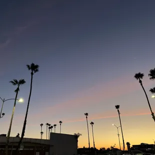 palm trees at sunset