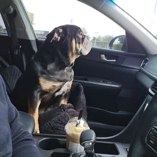 He Loves his Car rides to Houng lan...