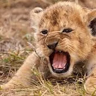 Lionest D.