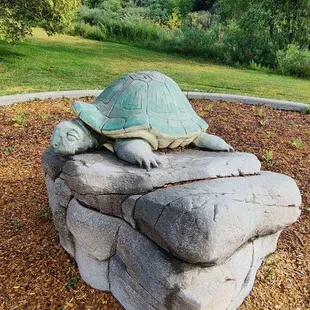 Sheldon the turtle