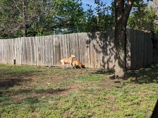 Ninnescah Veterinary Service