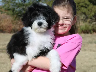 Prairie Hill Puppies