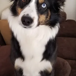 A S.