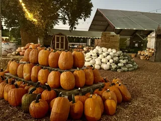 R A M Farms Pumpkin Patch and Corn Maze