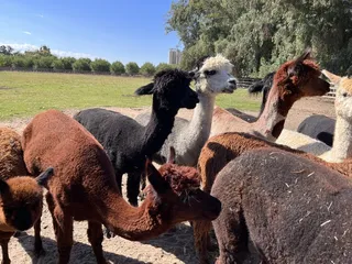 Fraser's Backyard Barnyard