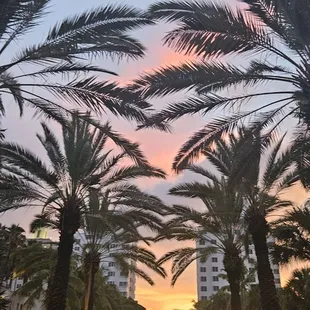 palm trees in the foreground with a sunset in the background