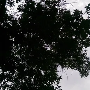 My view of the beautiful trees in this serene park