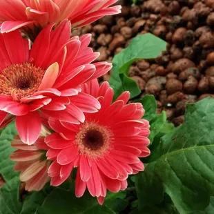 Our Aquaponics system