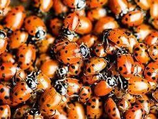 Merced Gardens and Nursery