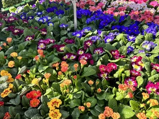 The Greenery Nursery