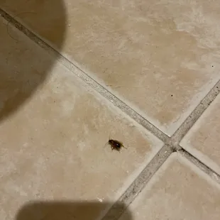 Roaches