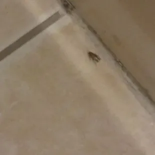 Roaches