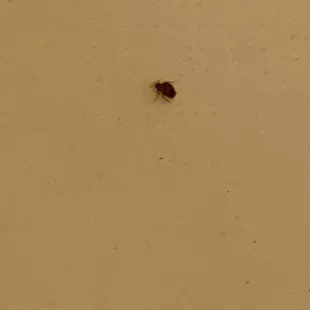 Huge bed bug we found in the tub of all places....