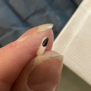 Beetle found on maki.