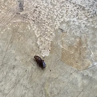 a dead bug on the floor