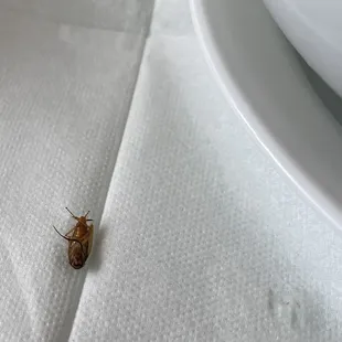 Roach in my Pho second time closeup.