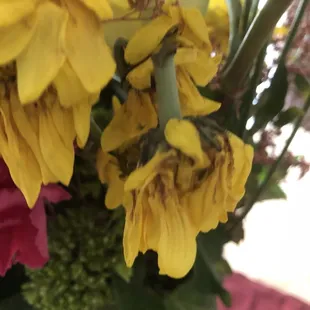 Dying flowers