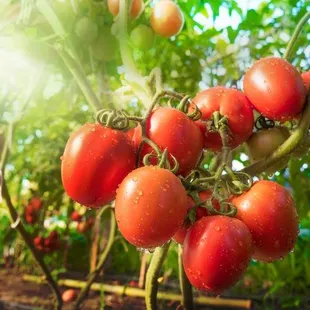 Seasonally fresh ingredients.