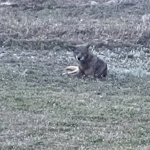 Coy-dog followed my on my dog walk this morning. A little bit disconcerting. I will be 'carrying' tomorrow.