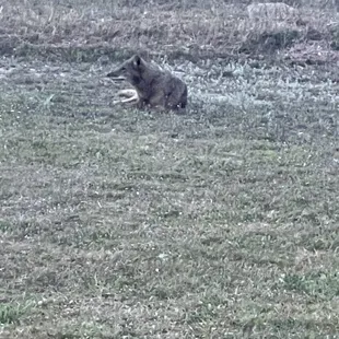 Coy-dog followed my on my dog walk this morning. A little bit disconcerting. I will be 'carrying' tomorrow.