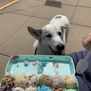 Egg carton of ice cream samples