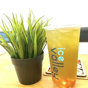 a glass of iced tea next to a potted plant
