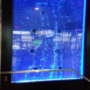 Ice Blue At The Ice House Bar and Grill