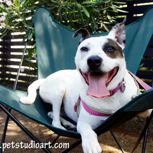 Our pooch Holly relaxing in one of Icenhaur's backyard chairs.
