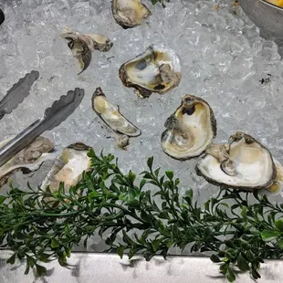 Raw Oysters