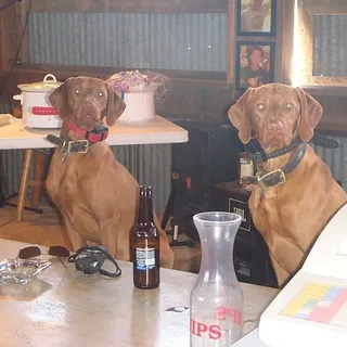Vizslas D.