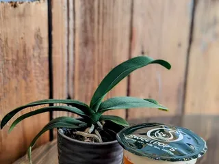 Sweet pops