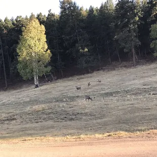 There is so much wildlife up here!