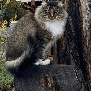Adorable fluff pumpkin.