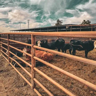 Stockyard outside by parking lot