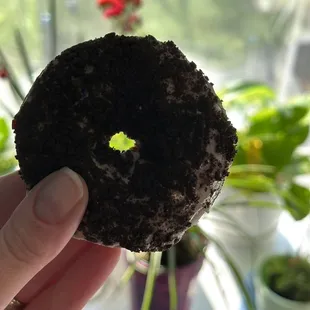 Ike's Donut Shop