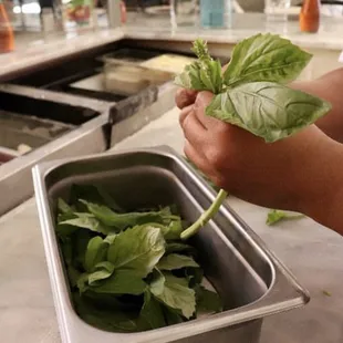 Fresh Basil