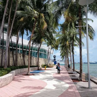 people walking along a walkway lined with palm trees