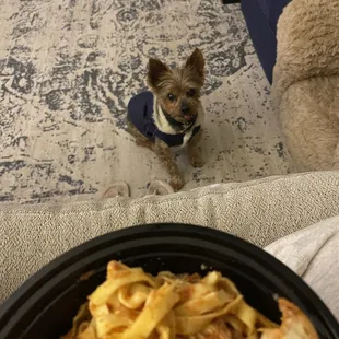 The bolognese with a dog drooling at it.